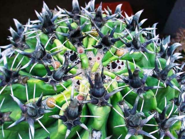 Ferocactus_horridus